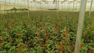 खेतों में अब सिर्फ धान नहीं, खुशबू भी उग रही है : छत्तीसगढ़ में पुष्प खेती से बदल रही किसानों की तकदीर…..